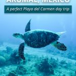 swimming with turtles in akumal