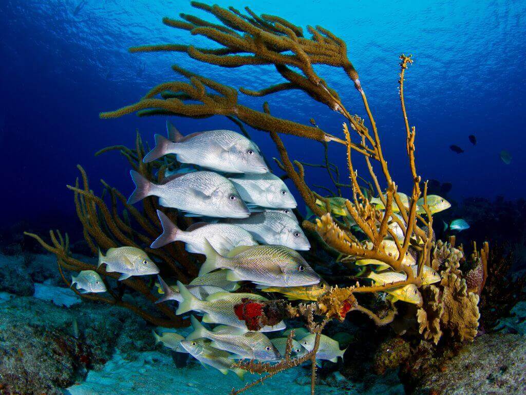 underwater capture of tropical fish and coral on a reef near Cozumel