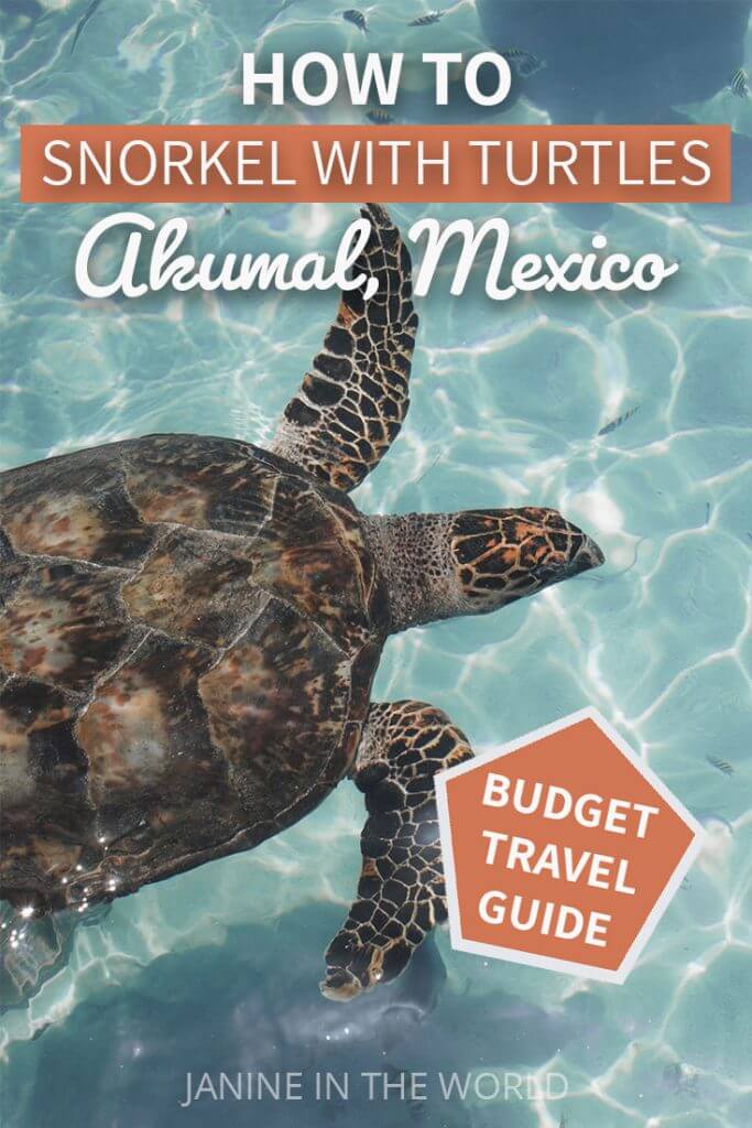 how to swim with turtles in akumal