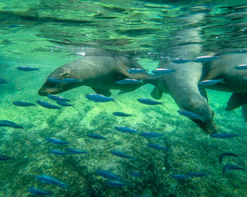 Sea Lions hunting for fish below the surface in Baja California.