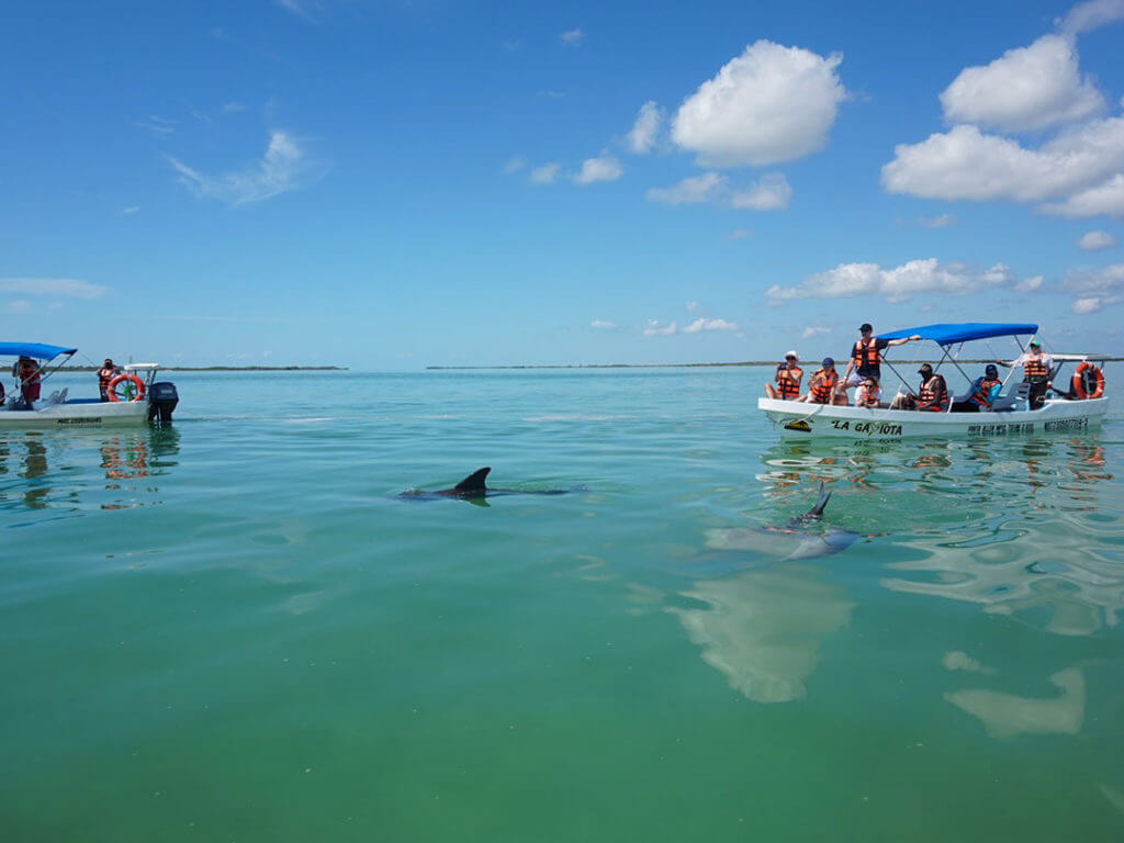 Sian Ka'an is a popular place to spot marine mammal in the wild in Mexico.