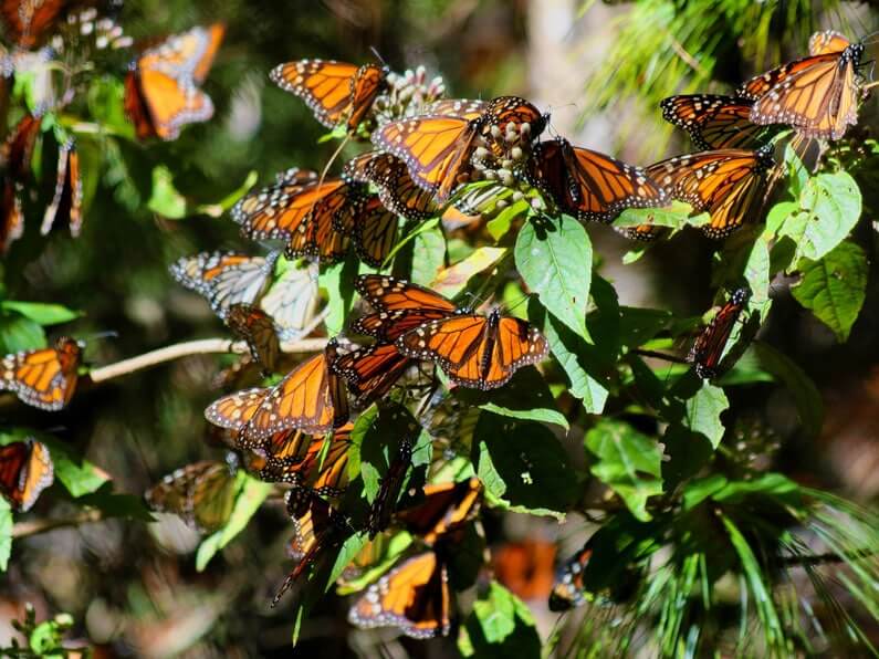 monarch butterfly biosphere reserve in Michoacan, Mexico