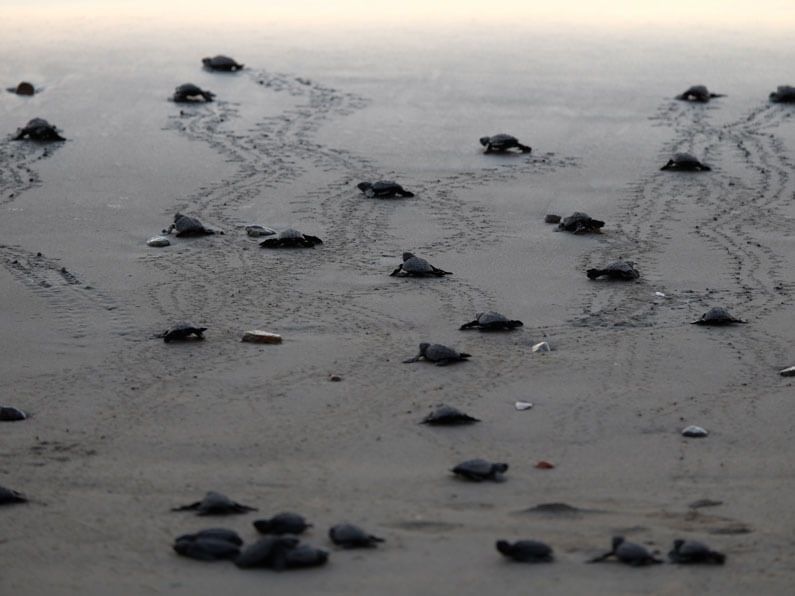 Seeing baby sea turtles released should be on your Mexico bucket list.