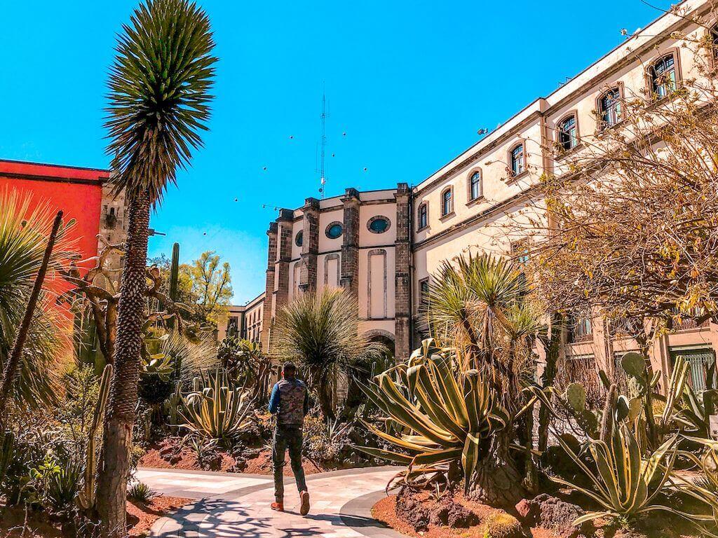 a man walks through a courtyard full of large plants and cactuses in Mexico City. The courtyard is framed by colonial buildings