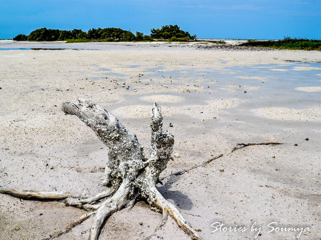 mud flat in Rio Lagartos, Yucatán, Mexico