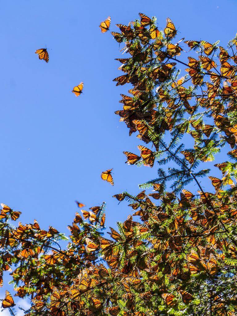 Monarch butterflies cover every inch of a pine tree branch, with some of the insects taking flight