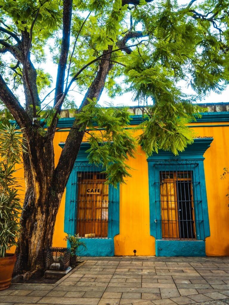 a yellow colonial building in mexico with turquoise trim and a large leafy green tree in front of it. 