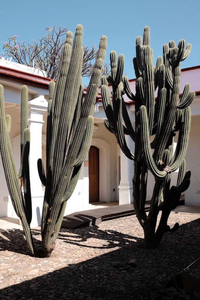 Tall, green cacti towering over a courtyard of a traditional white building with terracotta tiles in Oaxaca, reflecting the unique flora travelers see in the region.