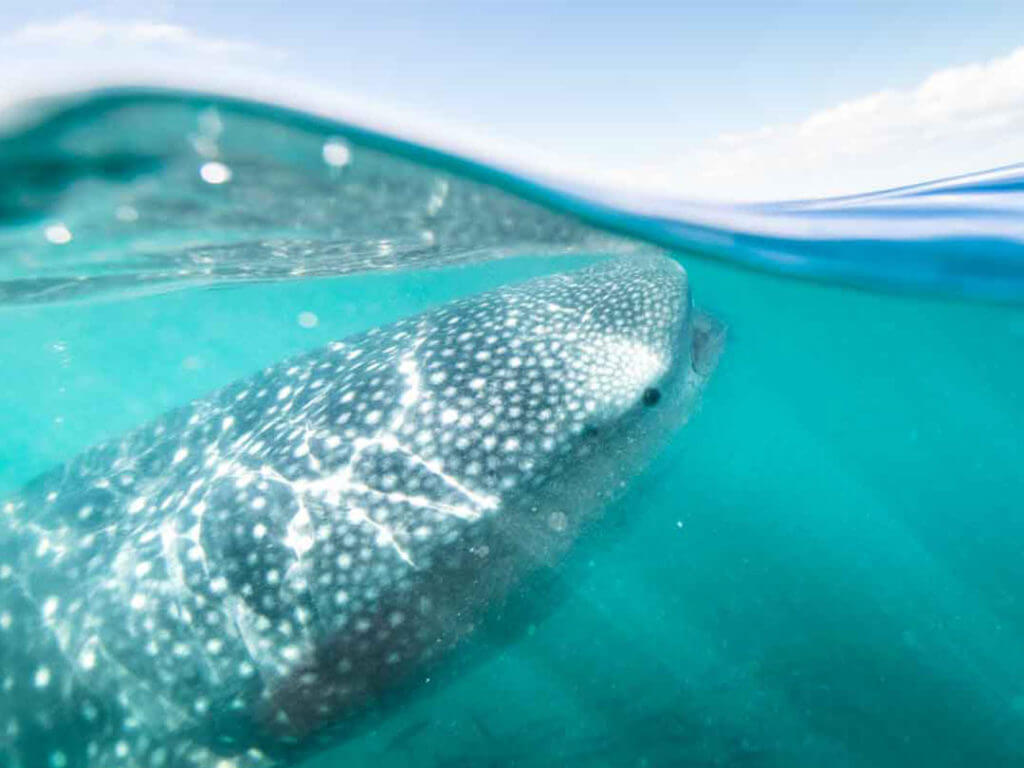 Swimming with whale sharks is a popular outdoor adventure in Mexico