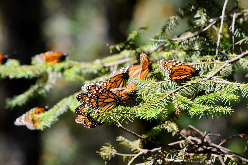 Piedra Herrada Butterfly Sanctuary