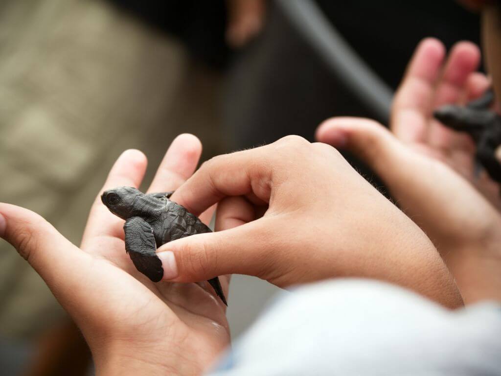 close up of a child's hands holding a tiny baby sea turtle