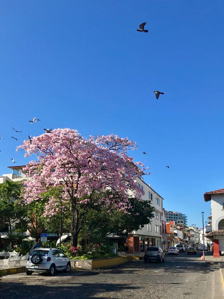 looking down a street in puerto vallarta with a colorful tree in bloom with pink flowers. cars parked in front of colonial buildings on either side of the street.