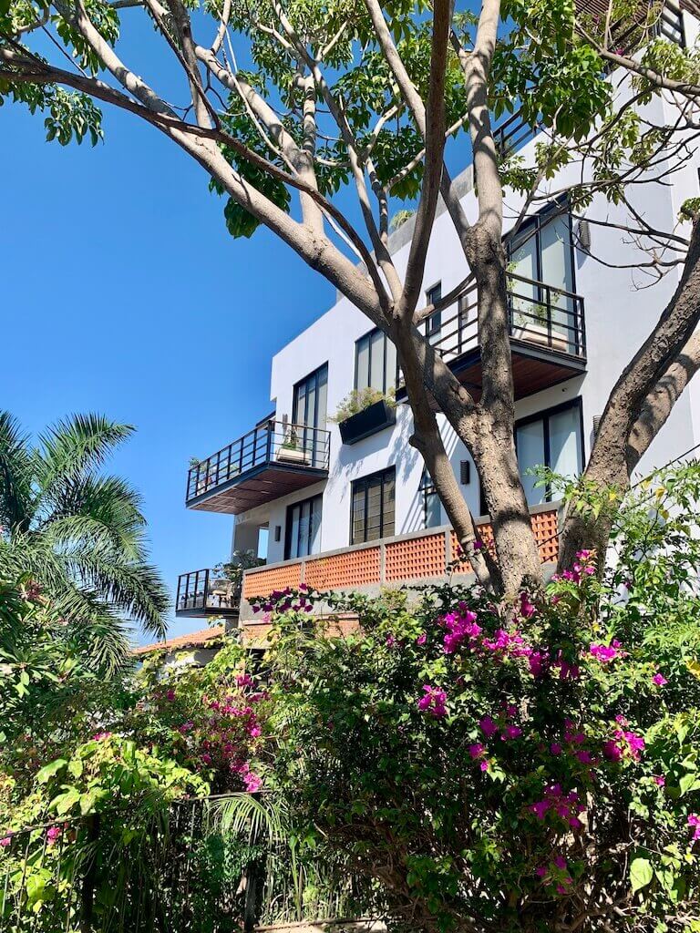 bougainvillea plant growing up the side of a building in Puerto Vallarta, Mexico