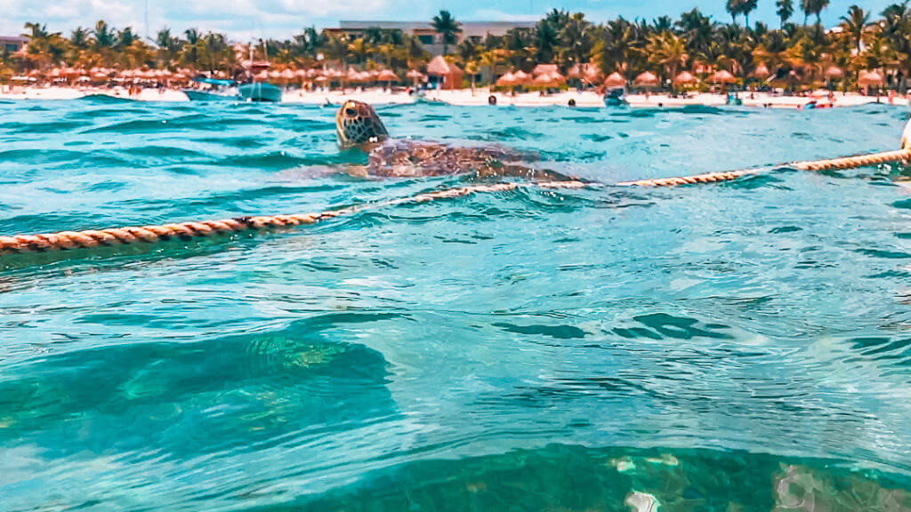 Sea turtle surfacing in Akumal Bay