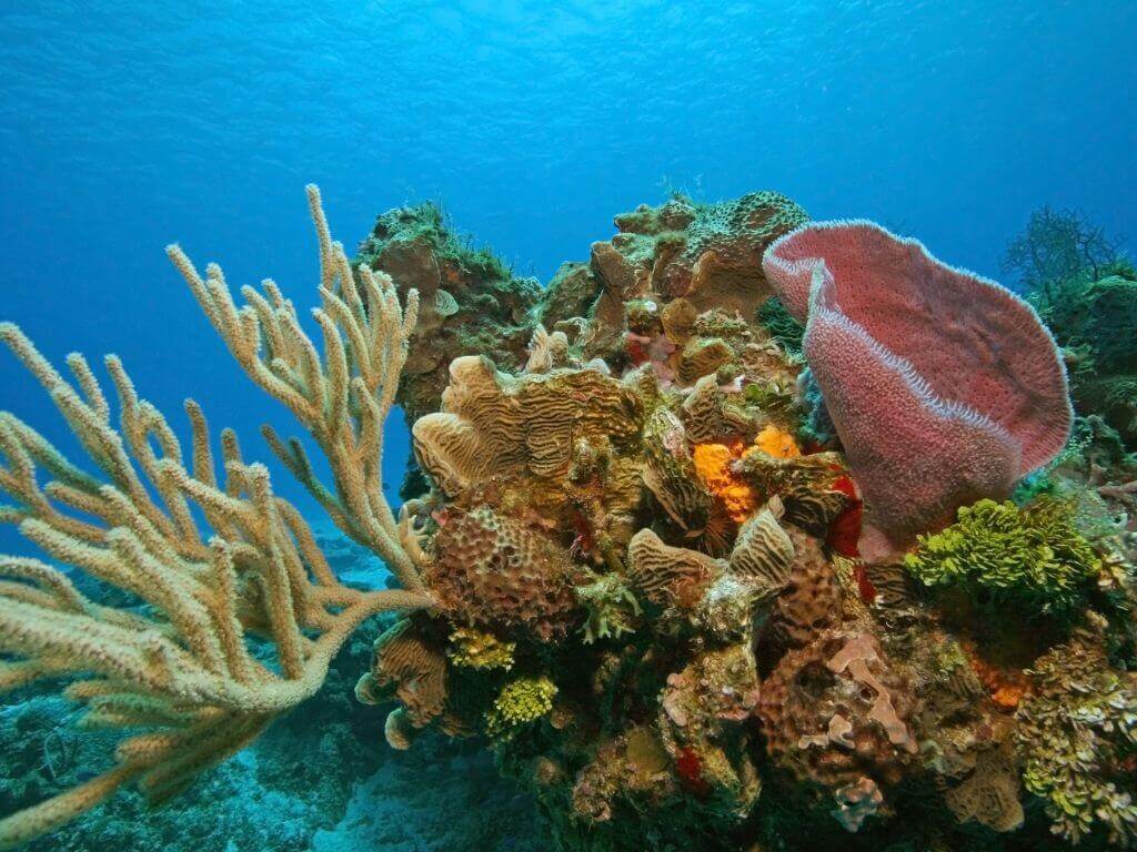 underwater photo of coral reef off the coast of Cozumel