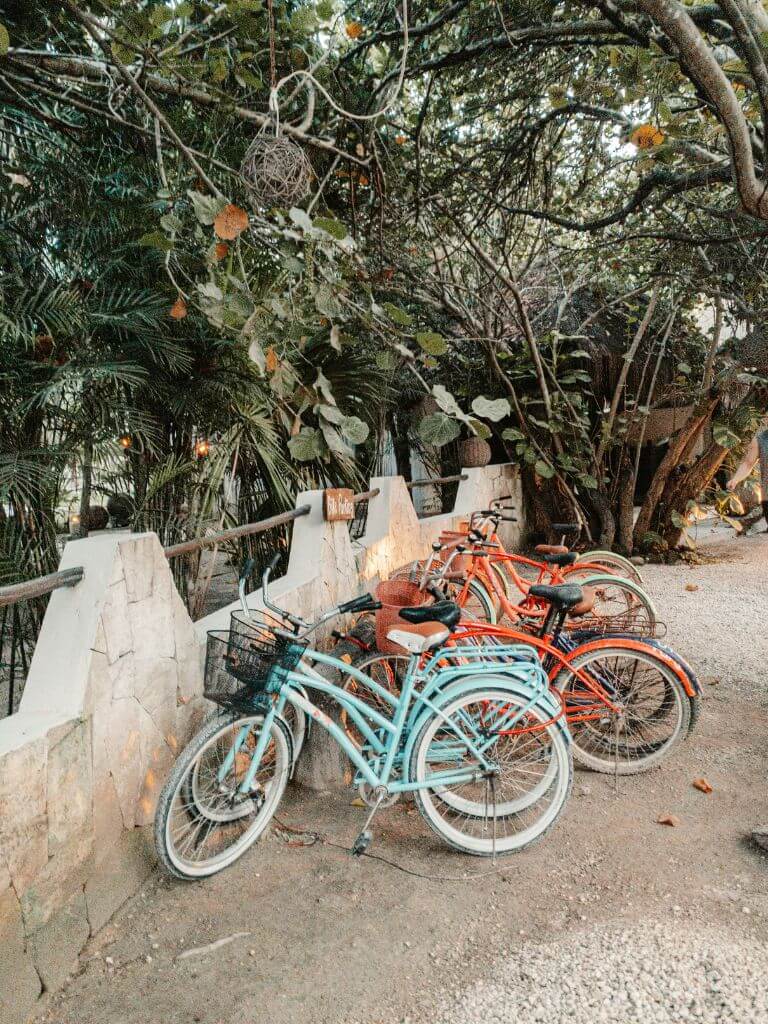 blue and red bikes lined up under a tropical tree in Tulum, Mexico