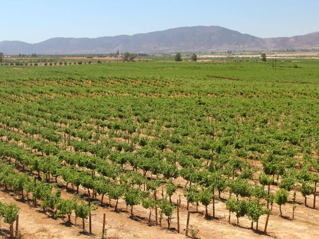 the vineyards are a huge attraction in Valle de Guadalupe Mexico