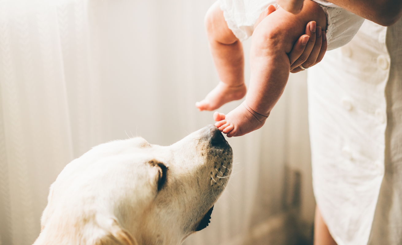 Introducing Dogs and Cats to Baby